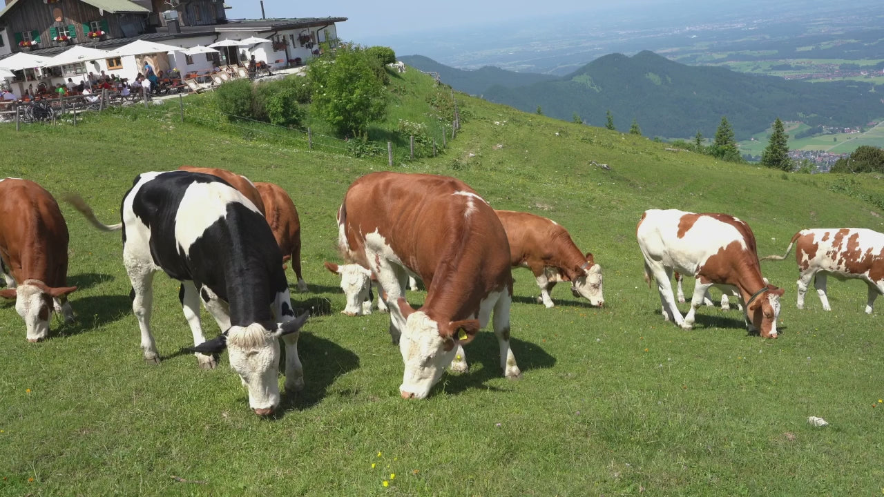 تحميل الفيديو: